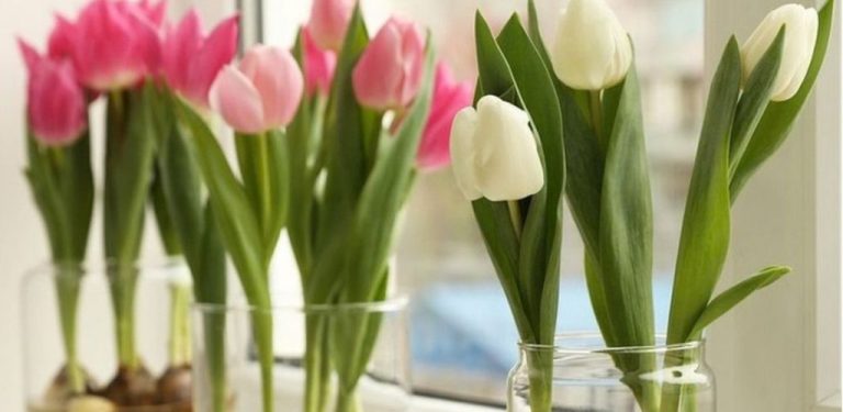 Je možné vysadit tulipány ještě v březnu? Jednoduchý způsob, jak zajistit, aby cibulky vykvetly, i když jste to na podzim nestihli