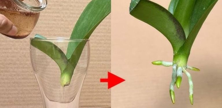 Nejúčinnější hnojivo pro orchideje: první výhonky už za pár týdnů