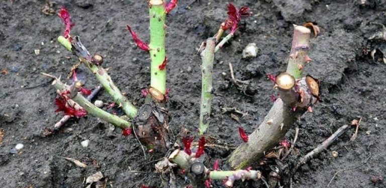 Pokud na jaře růži prořezáte tímto způsobem, vykvete dvakrát tolik květů
