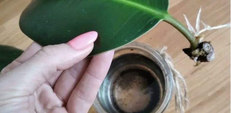 Jak správně zakořenit fíkus doma. Jednoduché metody, které opravdu fungují