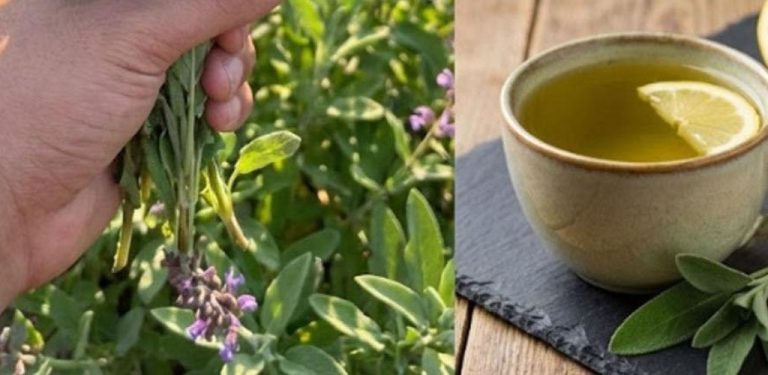 Šalvěj: aromatická rostlina s překvapivými účinky na organismus. Podívejte se, jak ji správně užívat…..