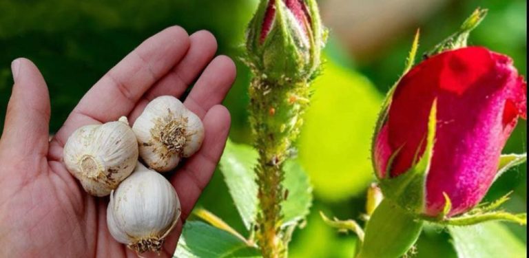 Silný a účinný přírodní domácí insekticid pro vaše růže – stačí jednou postříkat a mšice, šupiny a mušky zmizí…..