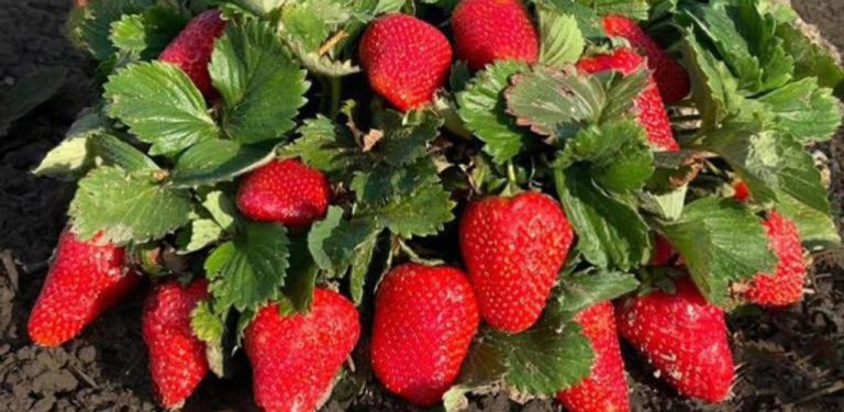 Dej pod každou rostlinu jednu lžíci – úroda jahod se ti zdvojnásobí jako nikdy předtím…..