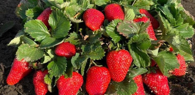 Dejte jednu lžíci pod každou rostlinu – zdvojnásobí to vaši úrodu jahod jako nikdy předtím…