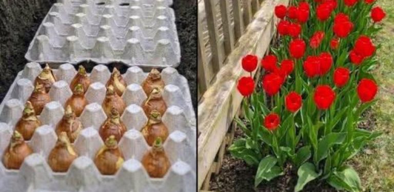 Není třeba nic měřit – kartony na vejce zajistí potřebný odstup