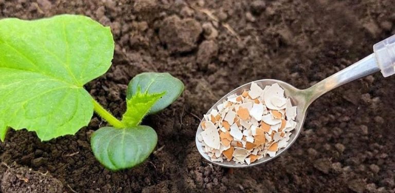 Zázračné hnojivo pro vaši zahradu – ideální dávka vápníku a minerálů pro rostliny…