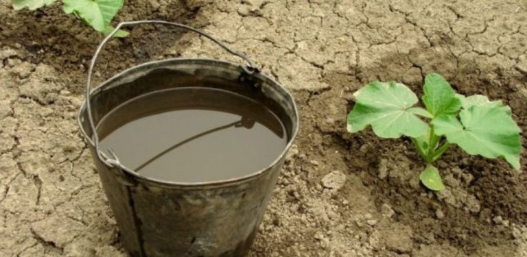 Vypadá to jen jako špinavá voda, ale pro rostliny je to hotové zlato! Přírodní stimulant, který změní celou zahradu
