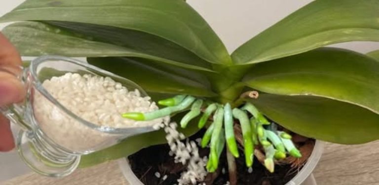 Posypte to shora! Nejlepší přírodní hnojivo pro orchideje, které podporuje kvetení