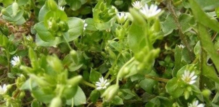 Mnozí si myslí, že je to jen trávník, přitom za dva týdny vyrovná hladinu cholesterolu a navíc pomáhá hubnout