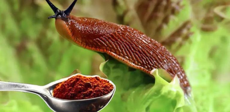 Nejúčinnější insekticid bez chemikálií. Mšice zmizí během 1 minuty. Šneci a slimáci okamžitě utečou z vaší zahrady….