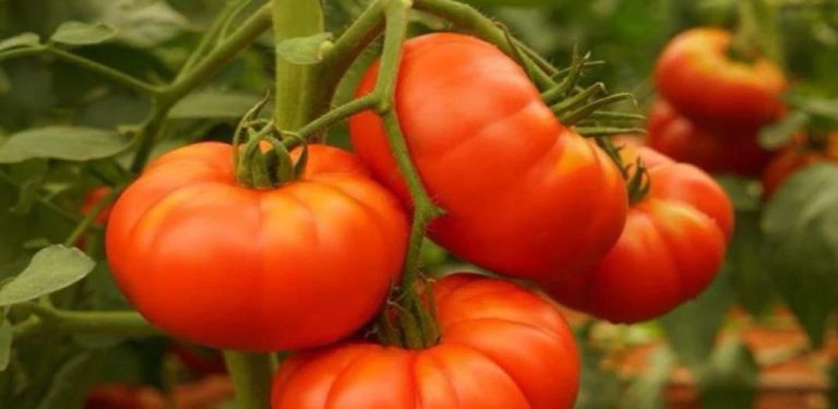 Co byste měli rozhodně zasadit vedle rajčat, abyste měli šťavnatá a sladká rajčata po celou sezónu….