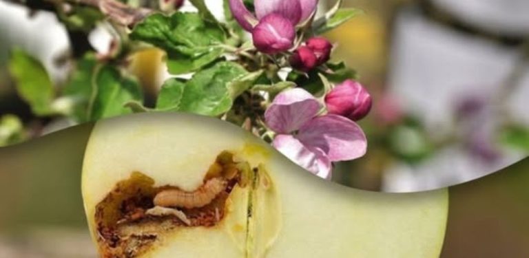 Malí škůdci – velké ztráty: jak zachraňuji úrodu jablek 🍎 už na jaře ⬇