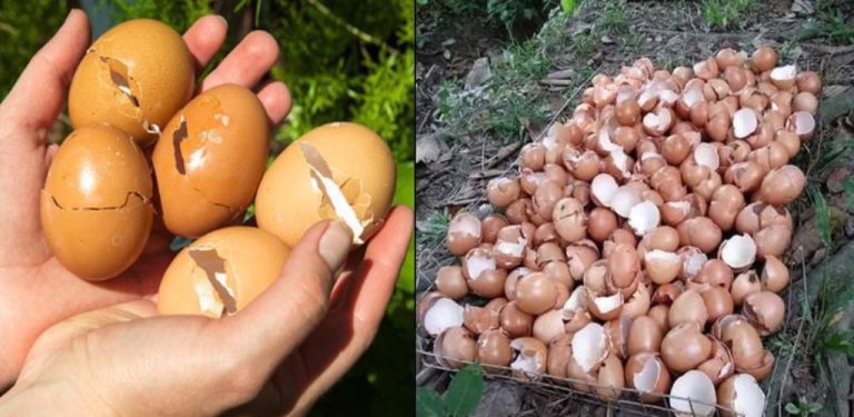 Většina lidí vyhodí vaječné skořápky, ale netuší, jak jsou užitečné…..