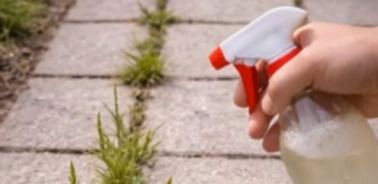 Jak připravit účinný domácí herbicid na likvidaci plevele kdekoli