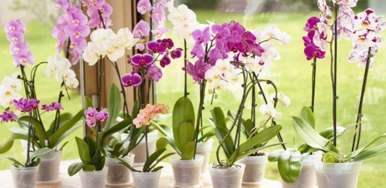 Česnek – kouzelný elixír pro orchideje. Za měsíc budete mít spoustu krásných a bohatých květů….