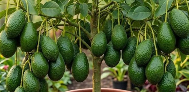 Přestaňte kupovat avokáda: Naučte se jednoduchý způsob, jak je pěstovat doma v květináčích…