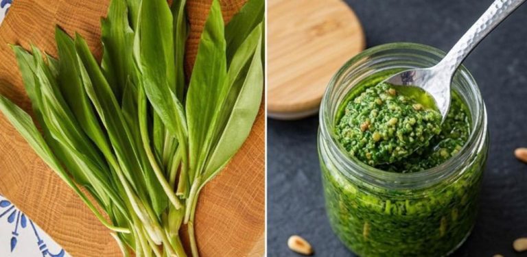 Pasta z česneku medvědího – nejúčinnější jarní zdroj energie (jak se připravuje a jak se konzumuje)…..