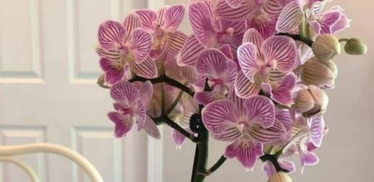 Orchidej najednou vypustila pětkrát více květních stonků. Zcela přírodní hnojivo