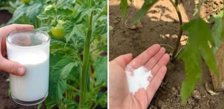 Jedlá soda je nejlepším přítelem zahradníka: zde je několik nápaditých způsobů, jak ji využít na zahradě.