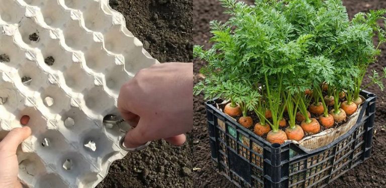 V krabičkách na vejce se mrkev vždy perfektně vejde. Žádné odměřování. Žádné odhady.