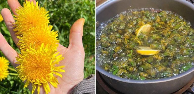 Jak se připravuje pampeliškový sirup – nejúčinnější jarní detoxikační prostředek….