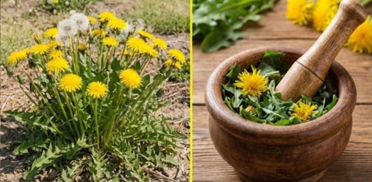 Málokdo ví, že pampeliška, kterou najdeme všude v přírodě, je považována za jednu z nejcennějších rostlin…