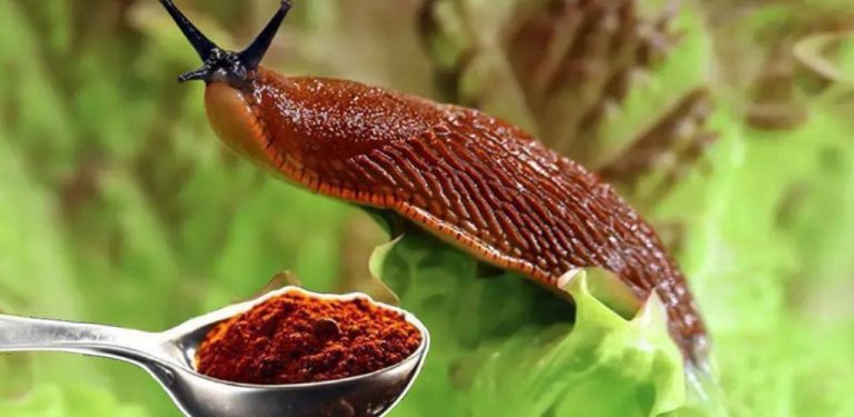 Nejúčinnější insekticid bez chemikálií. Mšice zmizí během 1 minuty. Šneci a slimáci okamžitě utečou z vaší zahrady….