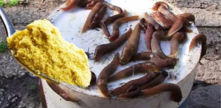 Šneci – nemají šanci! K ochraně vašich rostlin nepotřebujete žádné chemikálie 🌿 Stačí dva jednoduché produkty, které určitě najdete ve své kuchyni! Ekologicky, rychle a účinně