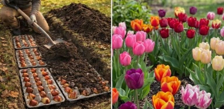 Výsadba cibulek květin pomocí vajíčkových obalů: podrobný návod na zahradu plnou barev