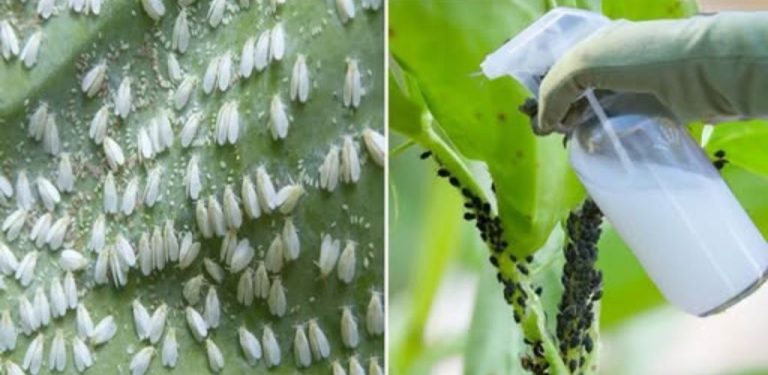 Nejúčinnější insekticid bez chemikálií. Mšice a škůdci na rostlinách a sazenicích zmizí…