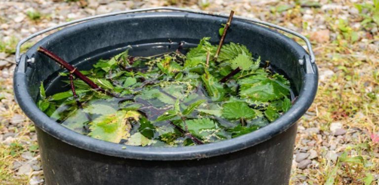 Nejúčinnější přírodní hnojivo a insekticid pro rostliny a ovocné stromy – jak ho připravit a jak ho správně používat…