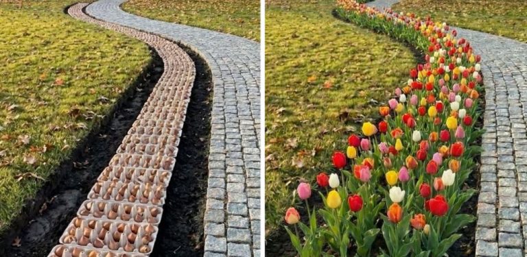 Vajíčkové krabičky jsou ideální pro rovnoměrné rozložení cibulek, pokaždé. Žádné měření. Žádné odhady.