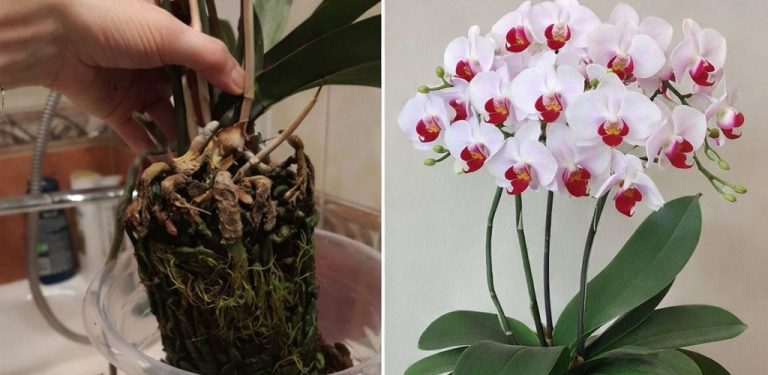 Tipy pro začátečníky i pokročilé! Vše o přesazování orchidejí: kdy, jak a co je třeba vědět