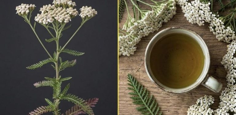 Zapomenutý babiččin recept, který harmonizuje vaše tělo: co se stane, když budete každý den pít čaj z řebříčku…
