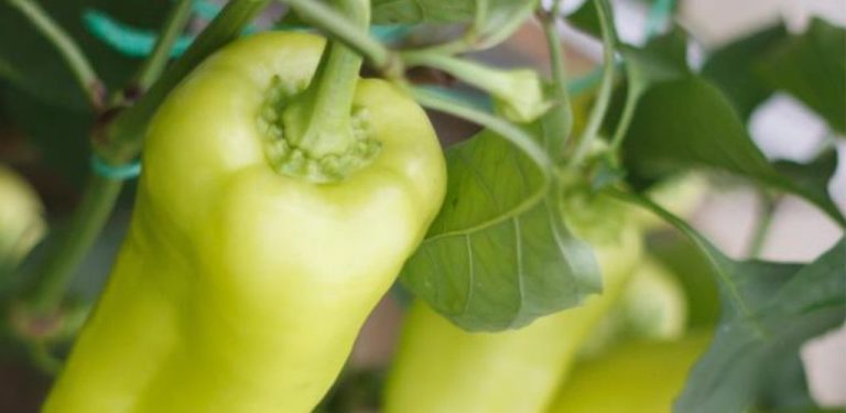 Proč se vám nikdy nedaří pěstovat papriky jako z trhu – velké, masité a sladké? Řada častých chyb, které výrazně ovlivňují výnos