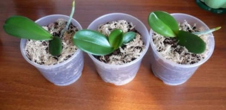 Máte jednu orchidej. Poradíme vám, jak z ní vypěstovat 10 květů. Představíme vám tři způsoby rozmnožování