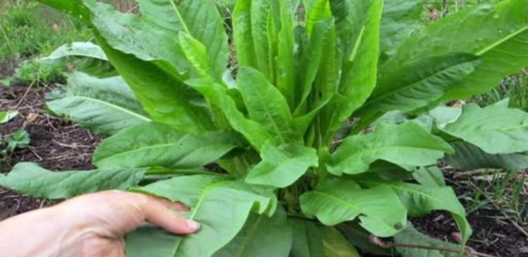 Stevia, „zelený poklad“, který mnozí bez rozmyslu vyhazují prasatům, aniž by tušili, jak prospěšná je…