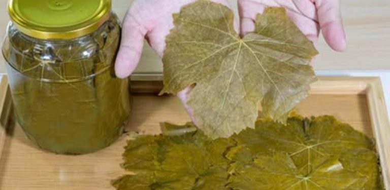 Jak správně konzervovat vinné listy ve sklenici – starý recept z dávných dob….