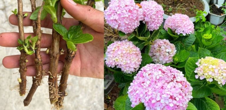Jak pěstovat stromové hortenzie a zajistit, aby více kvetly