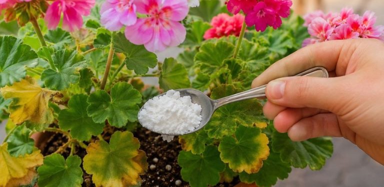 Stačí 1 lžička do vody – a muškát se rozkvete! Listy už nežloutnou a poupata se objevují jedno za druhým