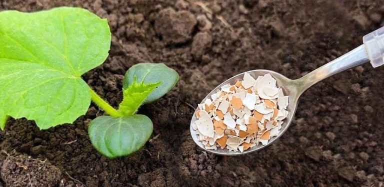 Zázračné hnojivo pro vaši zahradu – ideální dávka vápníku a minerálů pro rostliny…