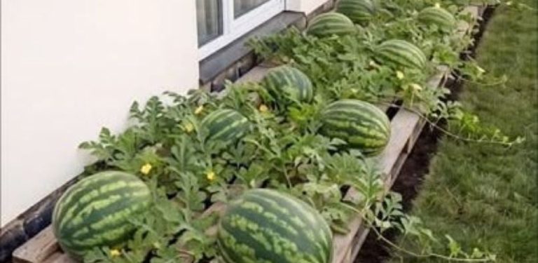 Jak pěstovat obří melouny na malém prostoru pomocí tohoto jednoduchého triku s paletami