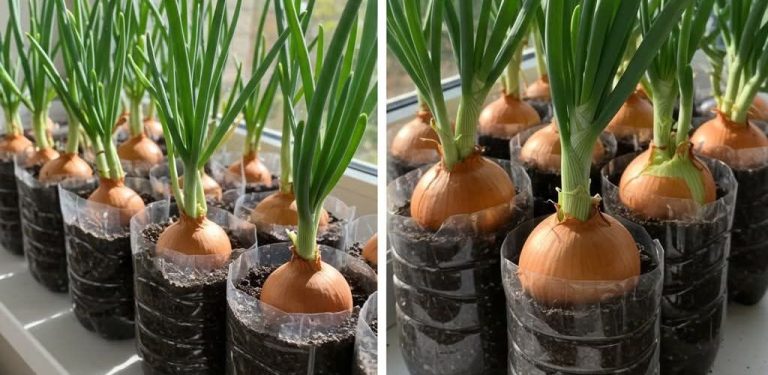 Toto geniální řešení pro pěstování cibule v interiéru vás ohromí svým úžasným růstem!