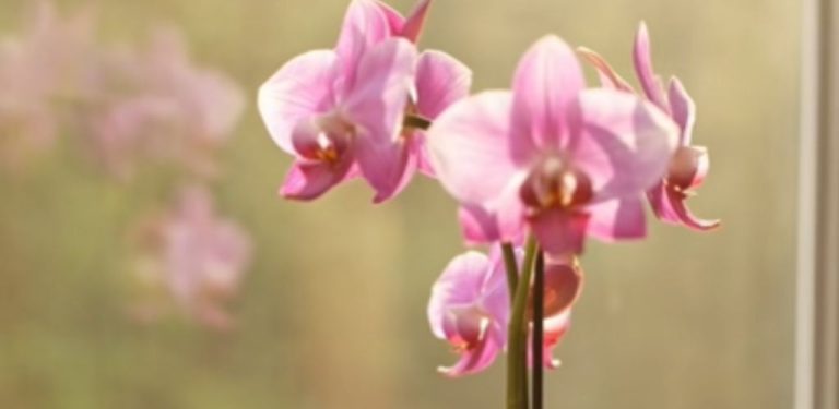 Jak přimět orchidej, aby vypučila květní stonek – jednoduchý trik! Používám ho pořád a doporučuji ho i vám