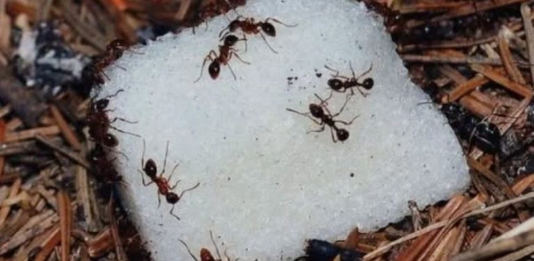 Máte v domě mravence? Řešení je jednoduché! Zapomeňte na chemikálie – tady je účinný a bezpečný způsob, který opravdu funguje! Mravenci zmizí na dlouhou dobu a vy si užijete klid a čistotu v domě