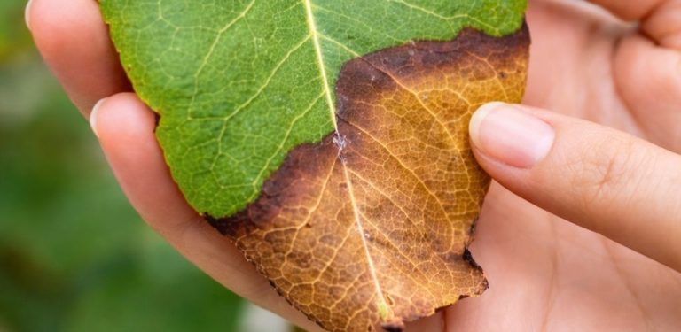 Pokud jsou špičky listů vašich rostlin hnědé a suché, tady je skutečný důvod (a jak to napravit, než se to zhorší)