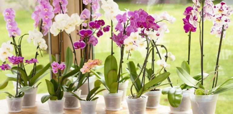 Česnek – kouzelný elixír pro orchideje. Za měsíc budete mít spoustu krásných a bohatých květů….