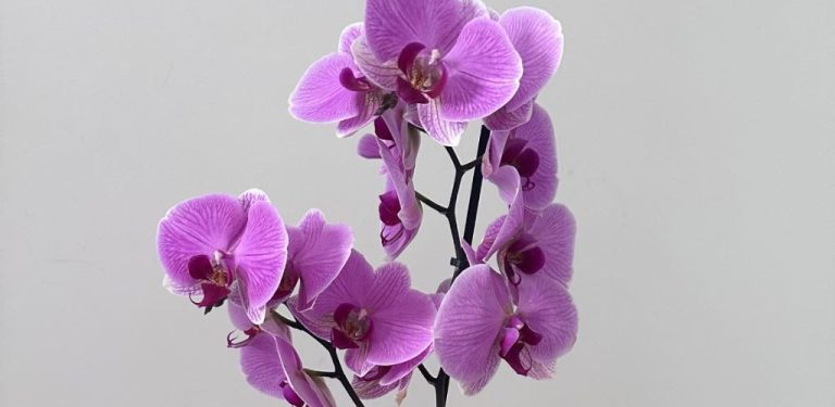 Moje orchidej kvete jako o život! Podělím se o tip na hnojení vitamíny pro bohaté kvetení