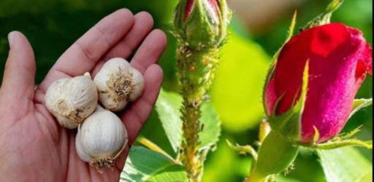 Silný a účinný přírodní domácí insekticid pro vaše růže – stačí jednou postříkat a mšice, šupiny a mušky zmizí…..