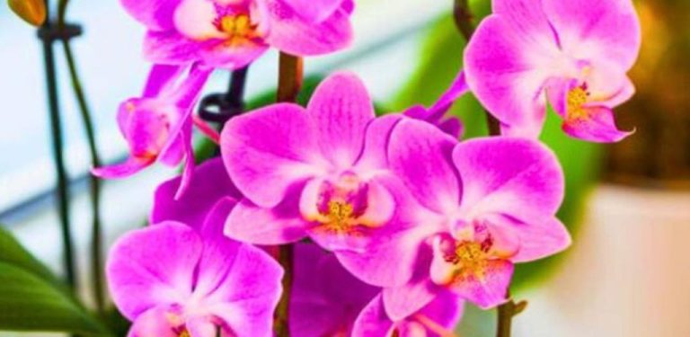 Rýže je pro orchideje opravdovým zázrakem: Pokud už dlouho nekvetla, vezměte 50 gramů a vyzkoušejte tento trik – brzy se objeví první poupata….